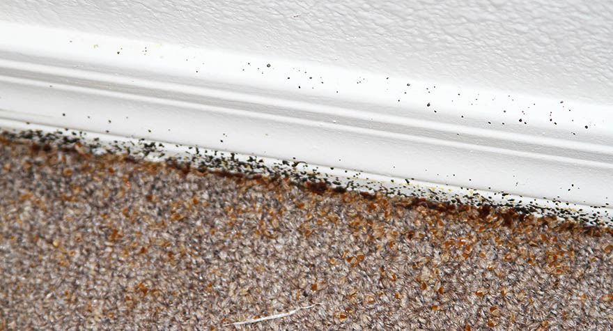 Bed bug infestation
