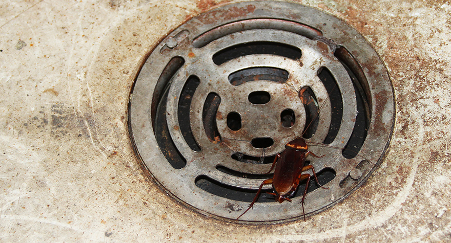 Roach near drain
