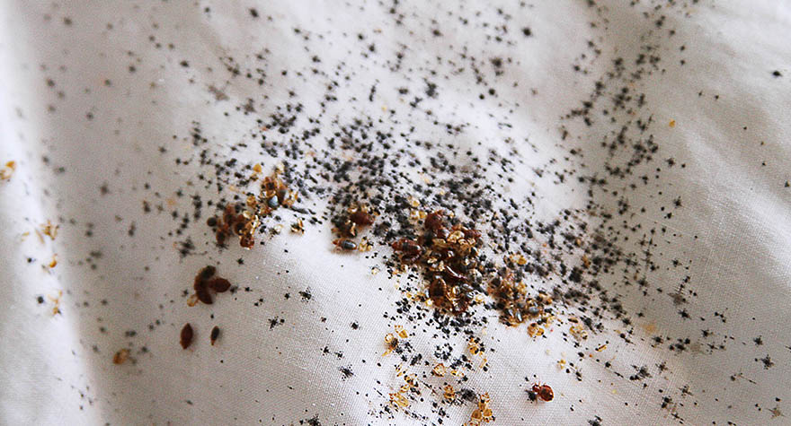 Pillow infested with bed bugs
