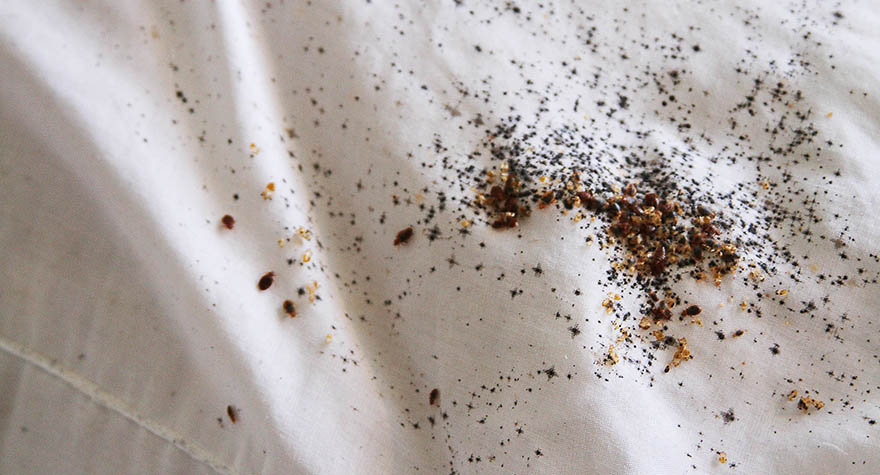 Pillow infested with bed bugs