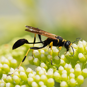Wasp Control