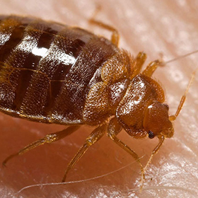 Bed Bug Control
