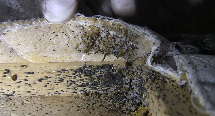 Bed bug infestation under bed