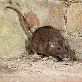 Rodent Control
