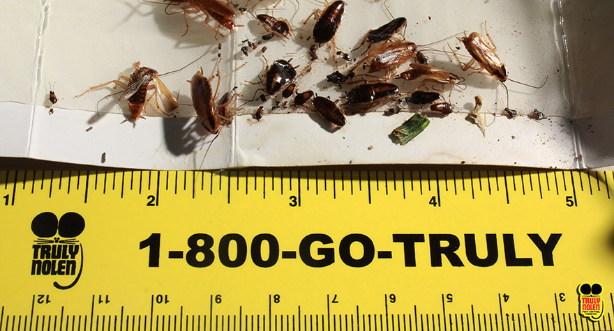 Roach infestation