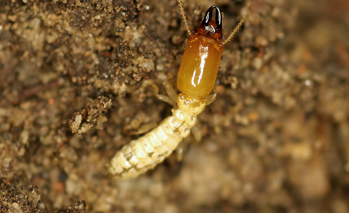 Termite