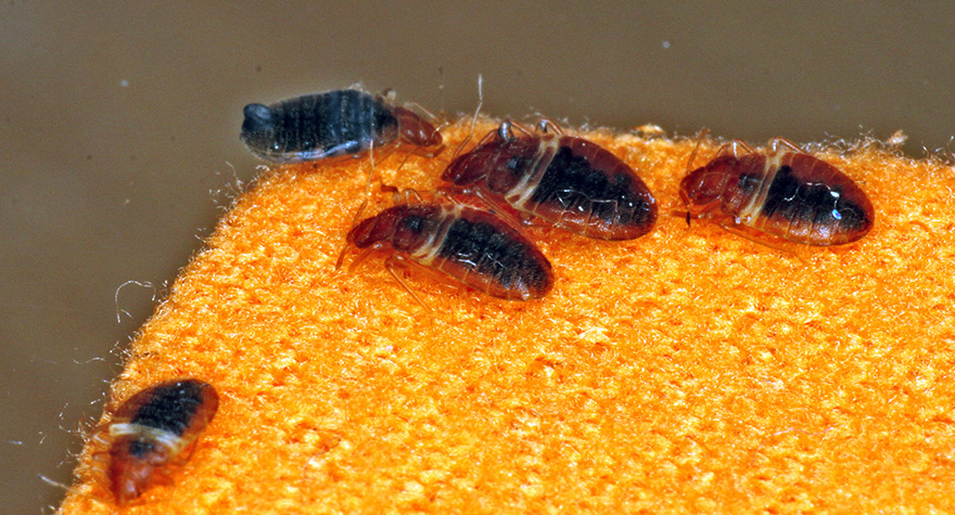 Group of bed bugs