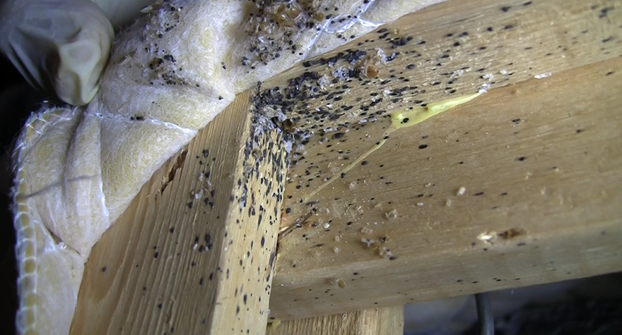 Bed bug infestation under bed