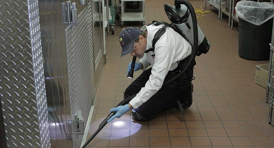 Vacuuming to remove pests and allergens