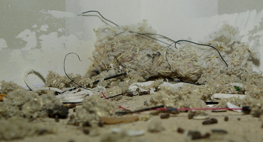 Rodent droppings in attic