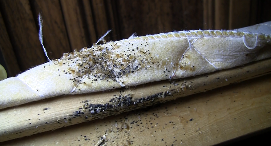 Bed bug infestation under bed