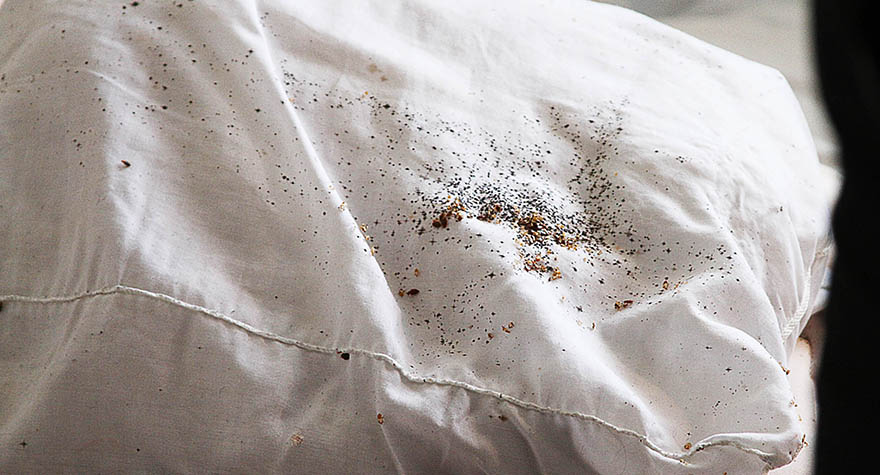 Pillow infested with bed bugs
