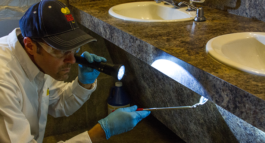 Pest professional inspecting bathroom sink
