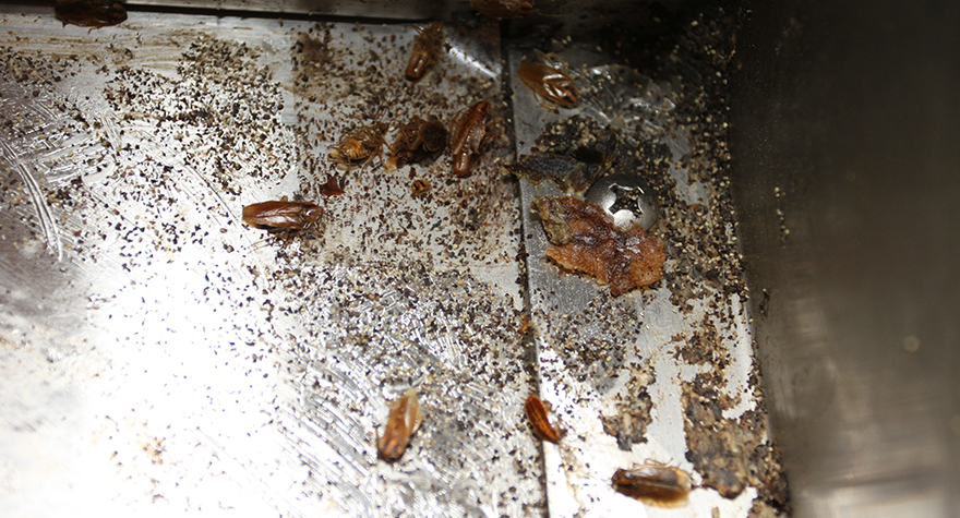 Coackroach infestation