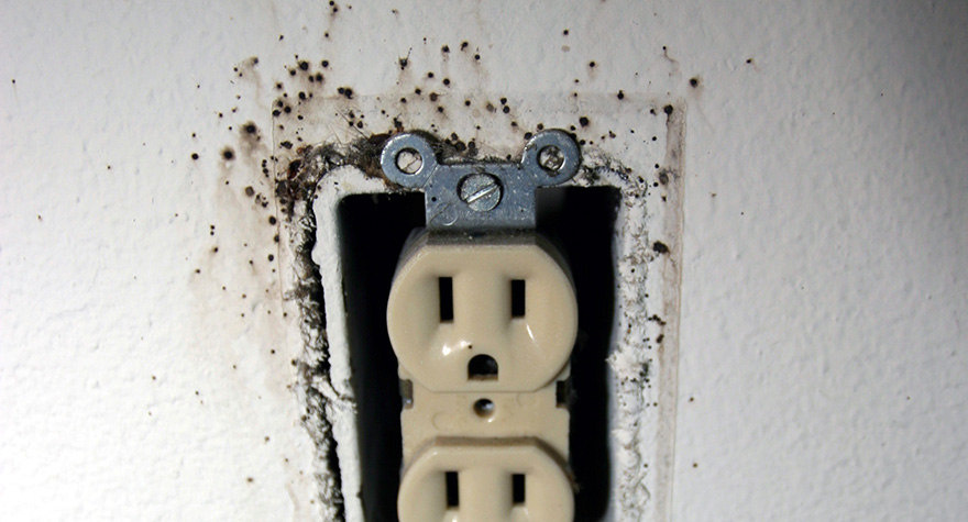 Power outlet infested with bed bugs