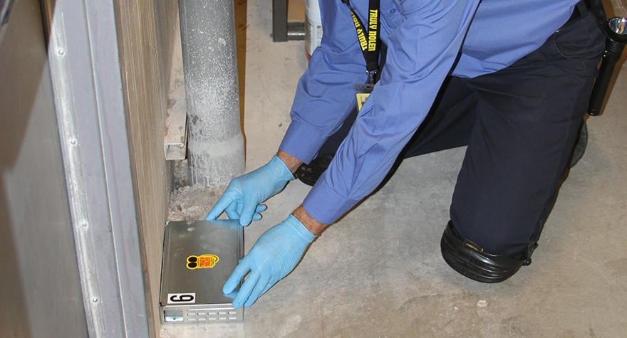 Pest professional placing rat trap near wall