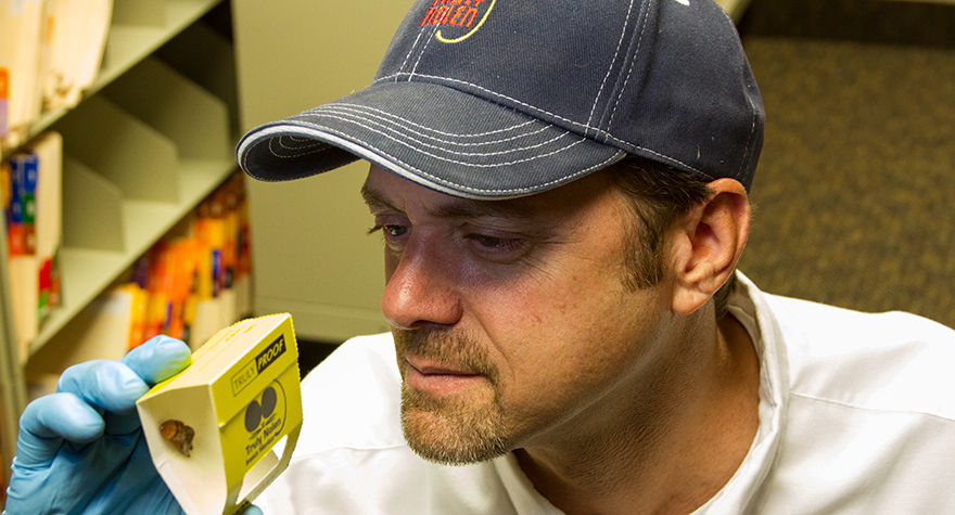 Pest professional checking glue traps